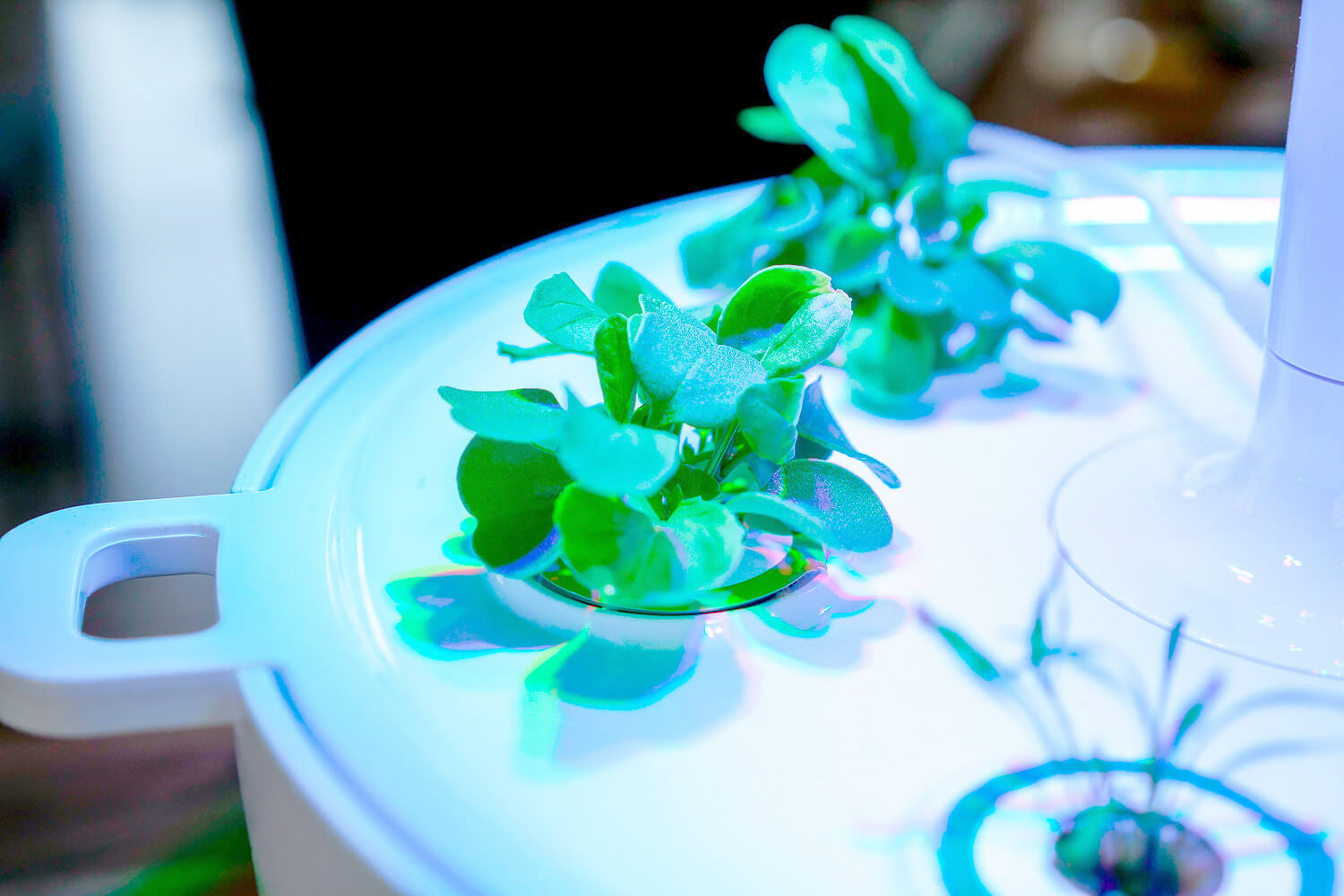 Bosch Smart Indoor Gardening - nach etwa fünf Tagen beginnen die ersten Kräuter zu wachsen