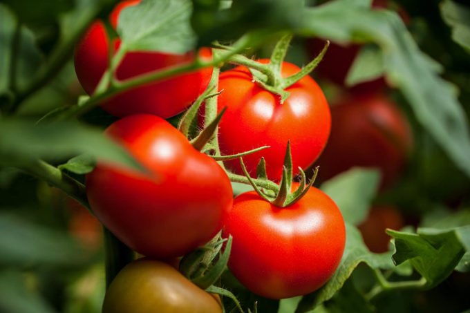 Tomatenrispen mit reifen Früchten