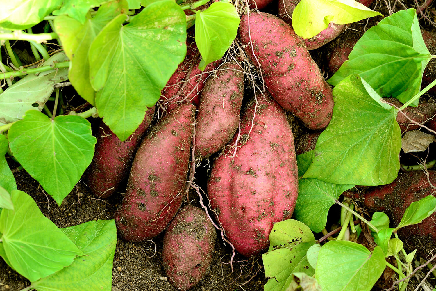 Die Süßkartoffel – roh und gegart ein Küchenstar