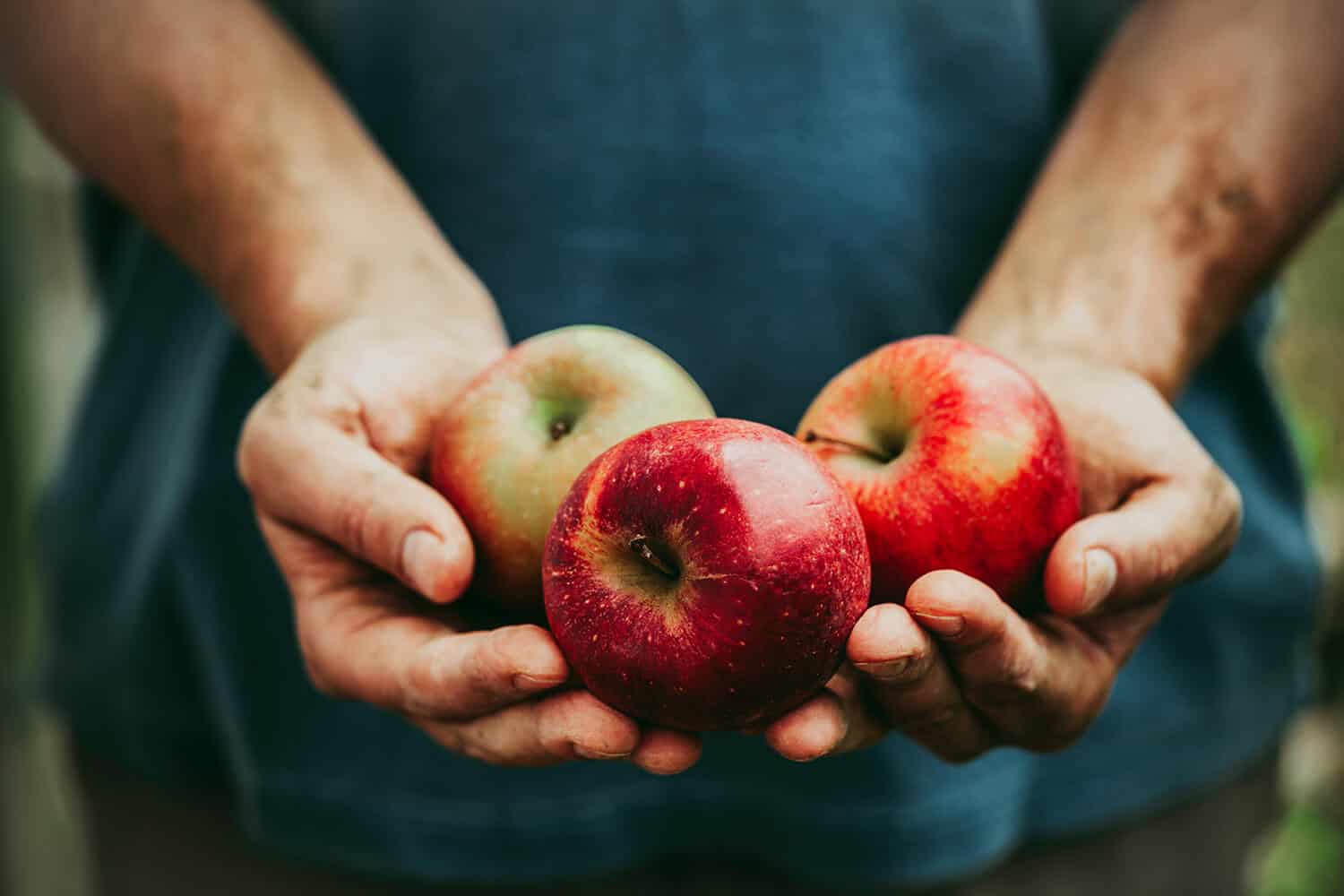 Nahaufnahme von zwei Händen mit drei Äpfeln