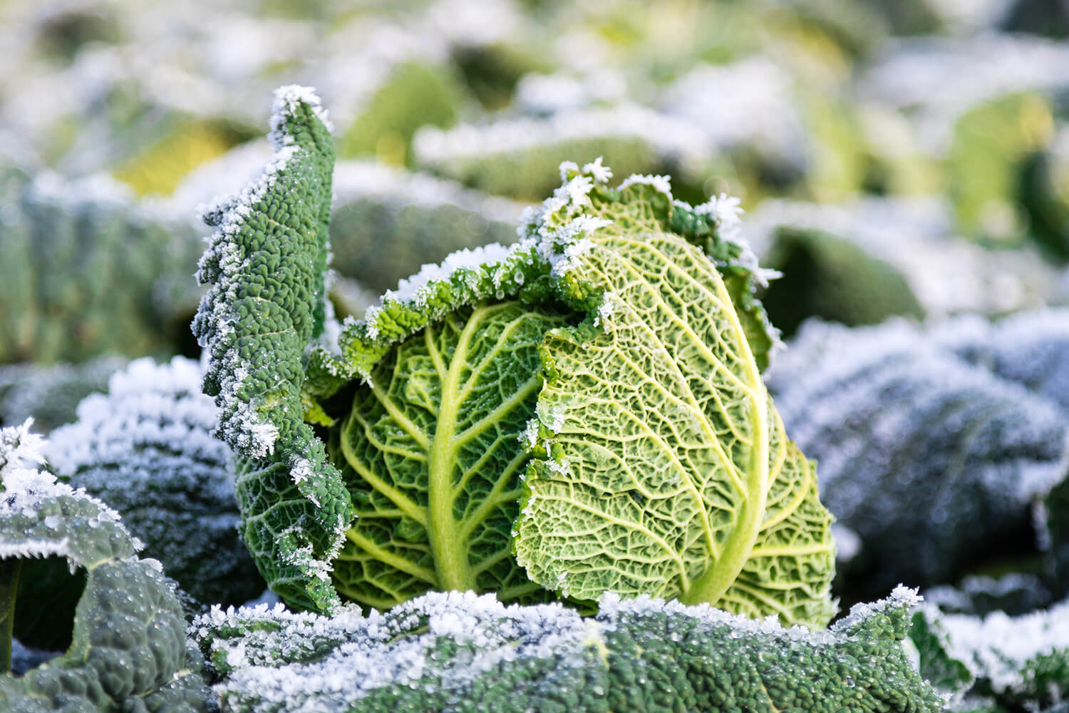 Wintergemüse – Saisonale Rezepte für die kalte Jahreszeit