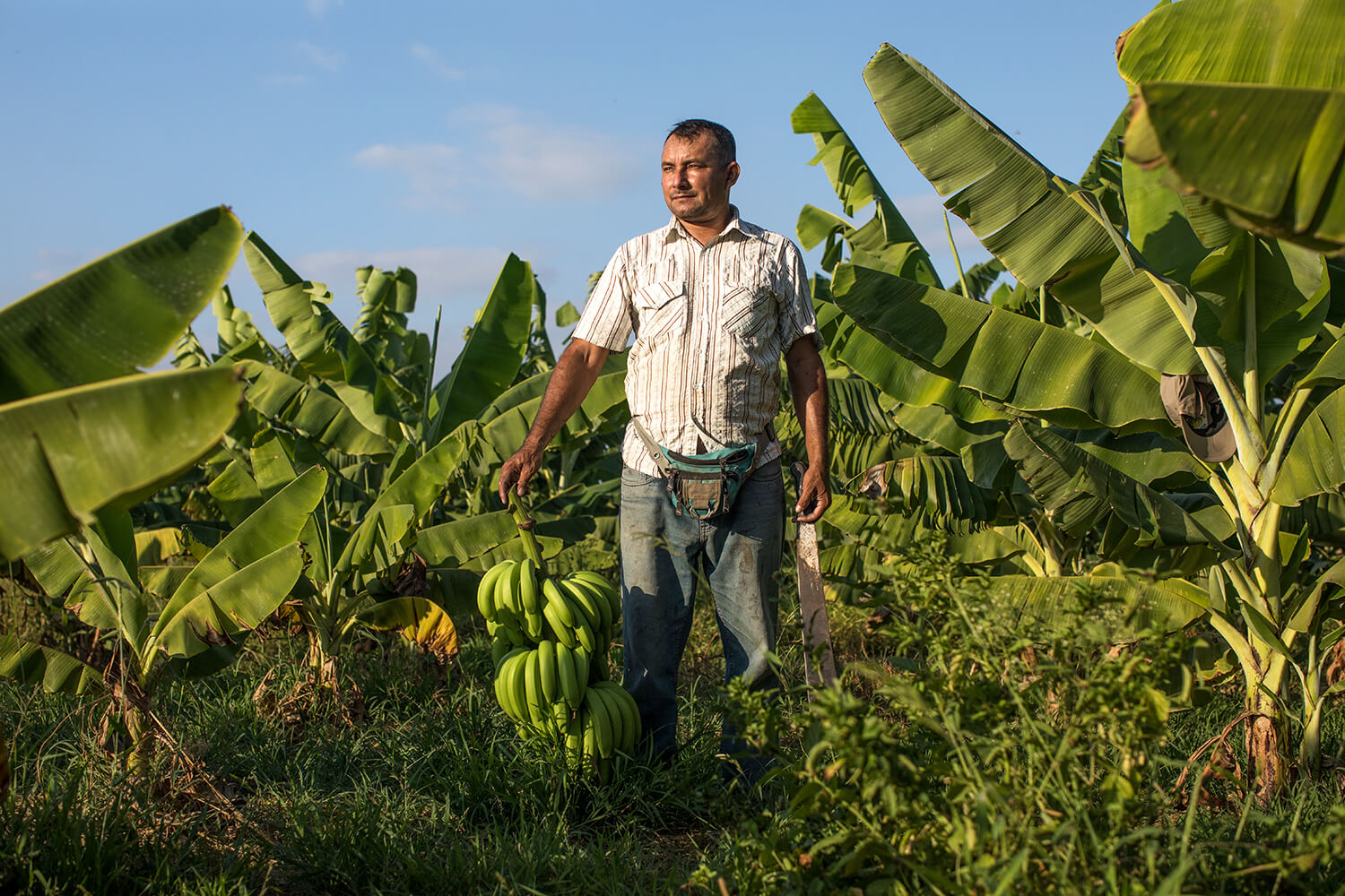 Bananenproduzent Roberto Gallo aus Peru in seiner Plantage