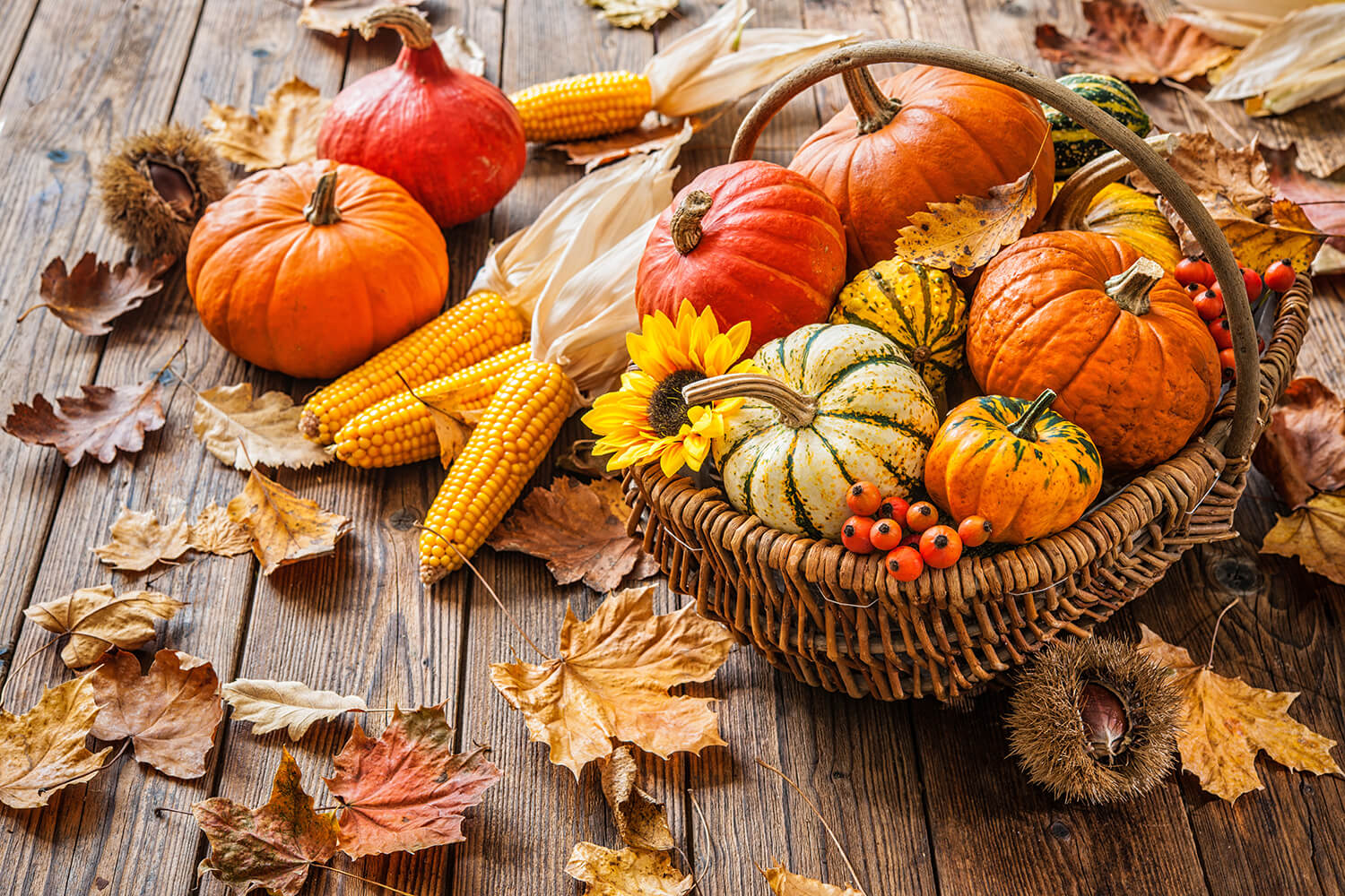 Herbststillleben mit Kürbissen, Maiskolben und Blättern